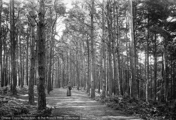 Photo of Newton Abbot, Pine Walk, Milber Down 1890