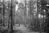 Pine Walk, Milber Down 1890, Newton Abbot