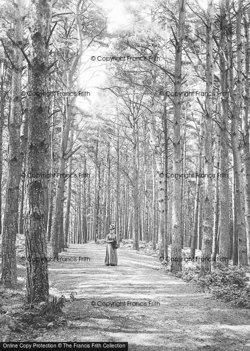 Photo of Newton Abbot, Pine Walk, Milber Down 1890
