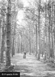 Pine Walk, Milber Down 1890, Newton Abbot