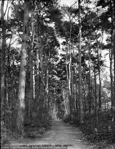 Photo of Newton Abbot, Pine Woods 1915