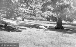 Bradgate Park c.1960, Newtown Linford
