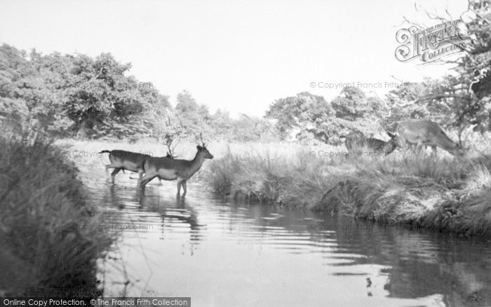 Photo of Newtown Linford, Deer, Bradgate Park c.1960