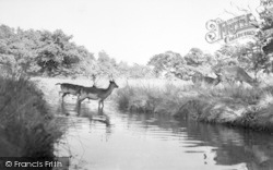 Deer, Bradgate Park c.1960, Newtown Linford