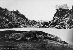 Nile, Crocodile On A Sand Bank 1857, Nile River