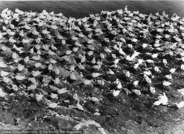 Photo of North Berwick, Bass Rock, Gannets Nesting c.1960