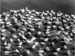 Bass Rock, Gannets Nesting c.1960, North Berwick