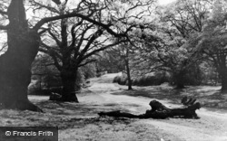 Epping Forest c.1955, North Chingford