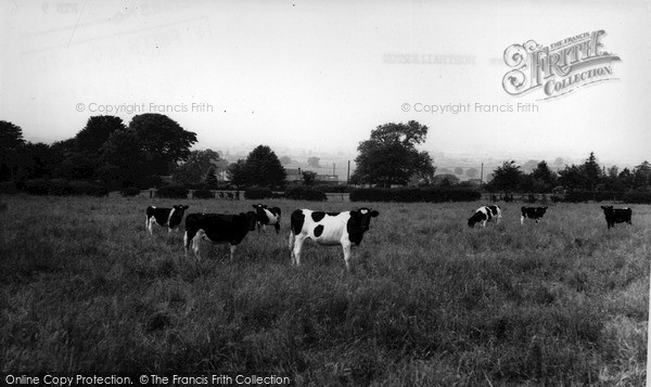 Photo of Northallerton, Cows In A Field c.1960