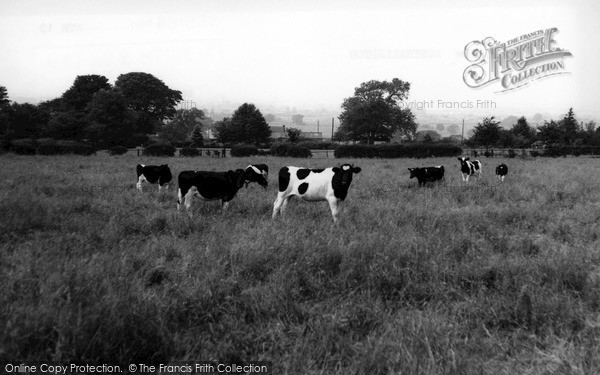 Photo of Northallerton, Cows In A Field c.1960