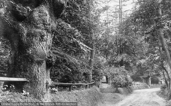Photo of Northrepps, Avenue Near Northrepps Cottage 1899