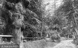 Avenue Near Northrepps Cottage 1899, Northrepps