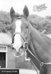 Norton, Horse's Head c.1960, Norton-on-Derwent