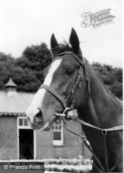 Norton, Horse's Head c.1960, Norton-on-Derwent