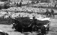 Cattle Market 1896, Norwich