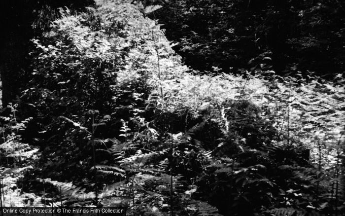 Photo of Nuthurst, Sedgwick Castle Mound 1952
