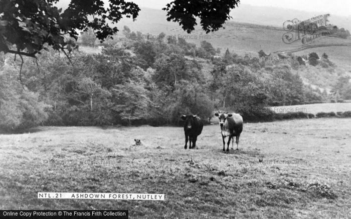 Photo of Nutley, Ashdown Forest c.1955