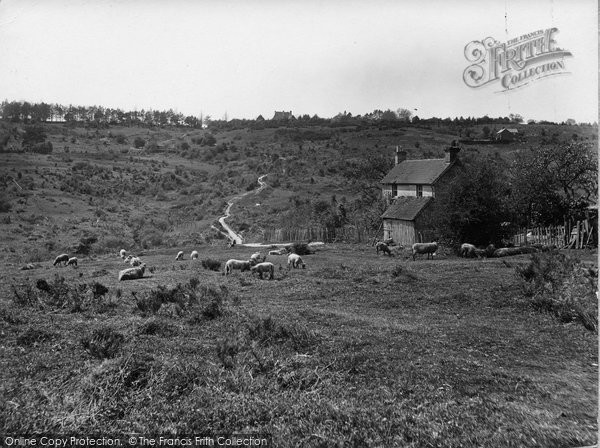 Photo of Nutley, Sheep Grazing, Ashdown Forest 1928