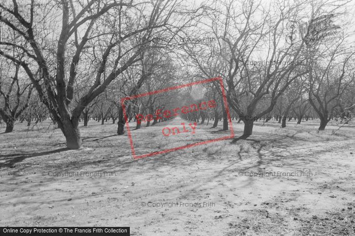 Photo of Oakdale, Walnut Trees 2002
