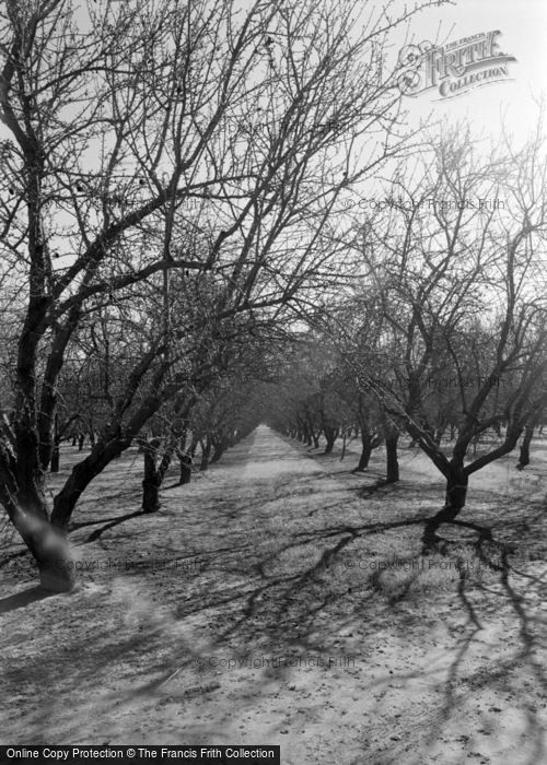 Photo of Oakdale, Walnut Trees 2002