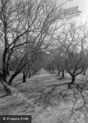 Walnut Trees 2002, Oakdale