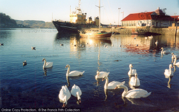 Photo of Oban, Swans By The North Pier 2005