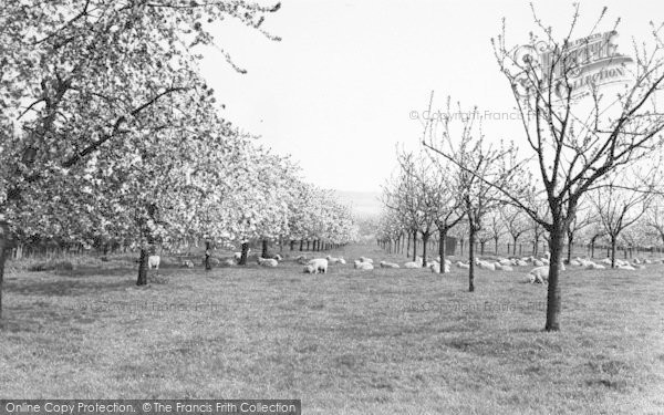 Photo of Offham, A Kentish Orchard c.1960