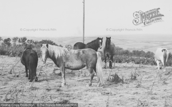 Photo of Okehampton, Dartmoor Ponies c.1960