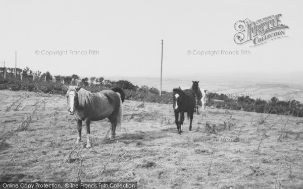 Photo of Okehampton, Dartmoor Ponies c.1960