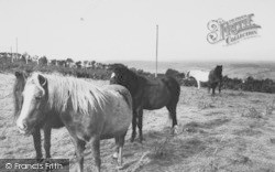 Dartmoor Ponies c.1960, Okehampton