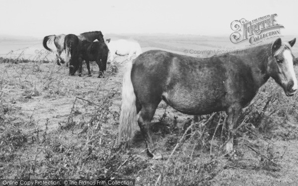 Photo of Okehampton, Ponies On The Moor c.1960