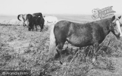 Ponies On The Moor c.1960, Okehampton