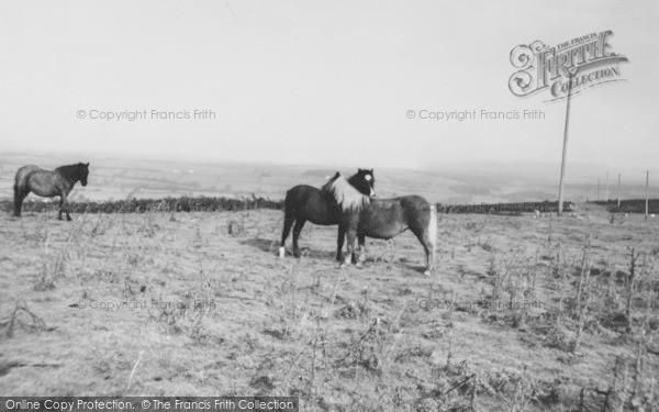 Photo of Okehampton, Ponies On The Moors c.1965