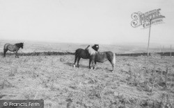 Ponies On The Moors c.1965, Okehampton