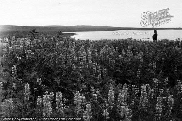Photo of Orkney, Lupins, Loch Of Clumly 1954