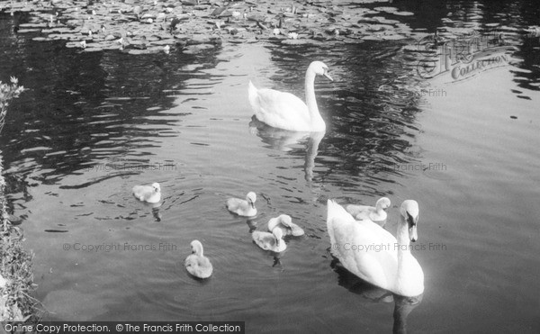 Photo of Osterley, Swans On The Lake c.1965