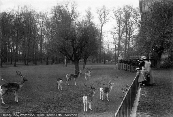 Photo of Oxford, Magdalen College Deer Park 1912