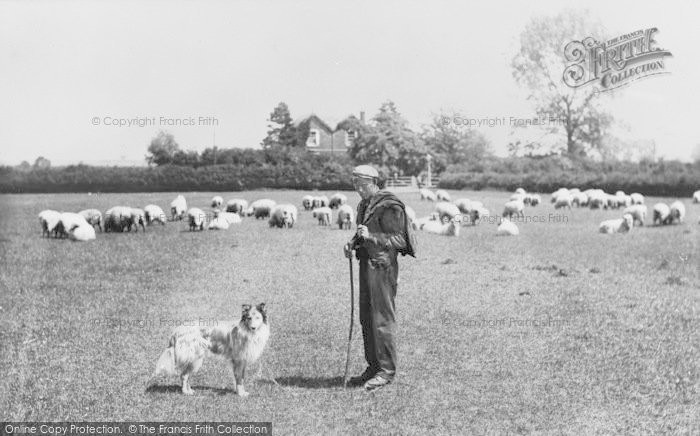 Photo of Oxford, Shepherd And His Flock, Cowley Road 1901