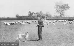 Shepherd And His Flock, Cowley Road 1901, Oxford