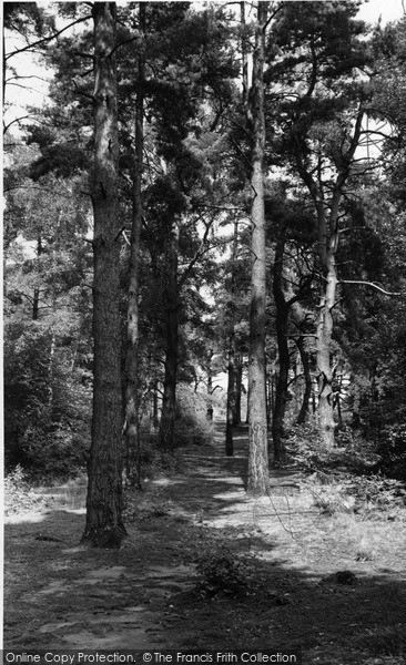 Photo of Oxshott, Heath, The Pines c.1955
