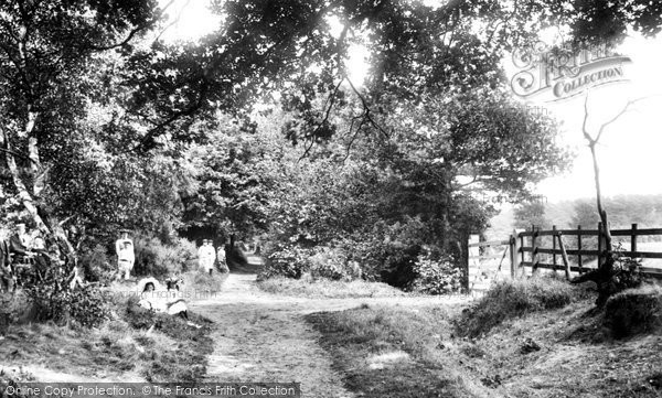 Photo of Oxshott, Woods 1904