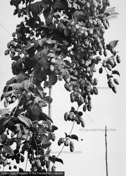 Photo of Paddock Wood, A Hop Vine c.1950