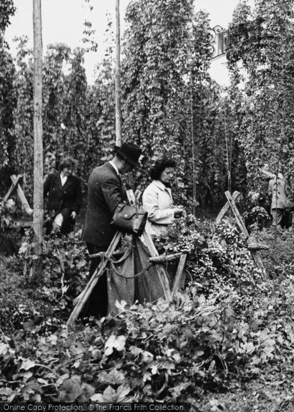 Photo of Paddock Wood, Hop Pickers c.1950