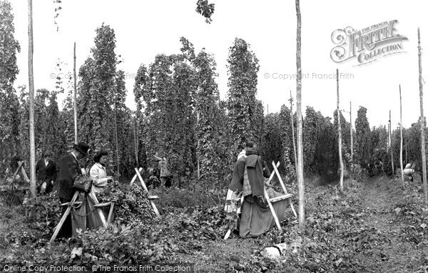 Photo of Paddock Wood, Hop Picking c.1950