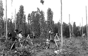 Hop Picking c.1950, Paddock Wood