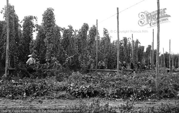 Photo of Paddock Wood, Hop Picking c.1955