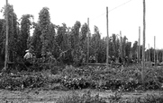 Hop Picking c.1955, Paddock Wood
