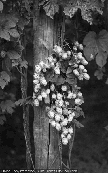 Photo of Paddock Wood, Hops c.1950