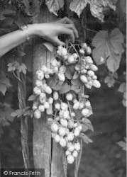 Hops c.1955, Paddock Wood