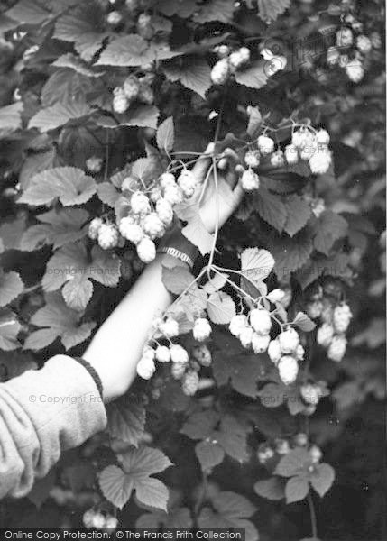 Photo of Paddock Wood, Hops c.1955